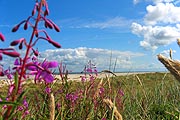 Wangerooge